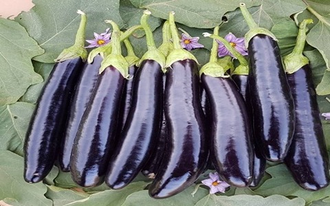تصویر 2 از قیمت خرید بادمجان قلمی سیاه عمده به صرفه و ارزان